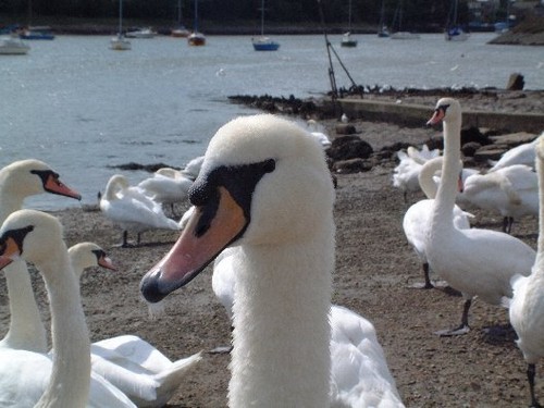 Photo 6x4 swans - photo,